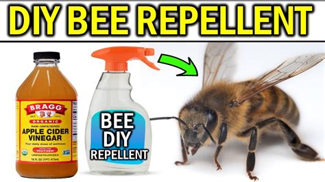 who to call remove bees